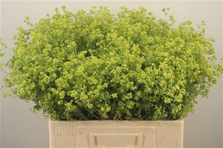 <h4>Alchemilla M Robustica</h4>