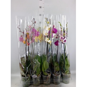 Phalaenopsis   ...mix  5