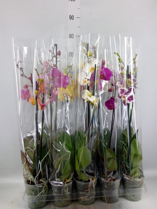 <h4>Phalaenopsis   ...mix  5</h4>