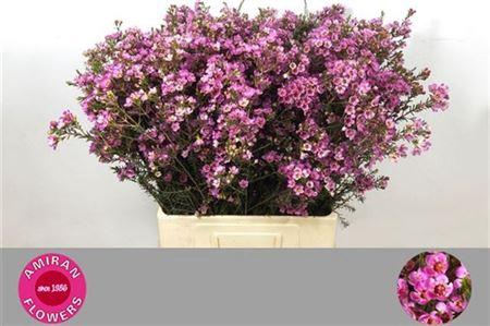 <h4>Chame Painted Lady 70cm</h4>