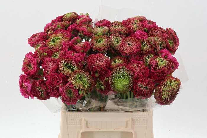 <h4>Ran Pon Pon Fanny</h4>