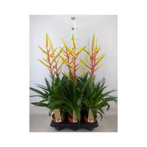 Tillandsia  'Luminosa'