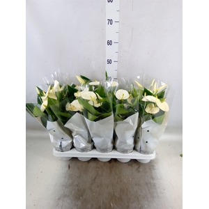 Anthurium andr. 'Cocos'