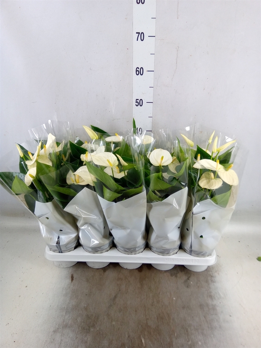 <h4>Anthurium andr. 'Cocos'</h4>