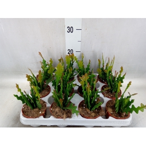 Epiphyllum anguliger