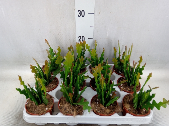 <h4>Epiphyllum anguliger</h4>