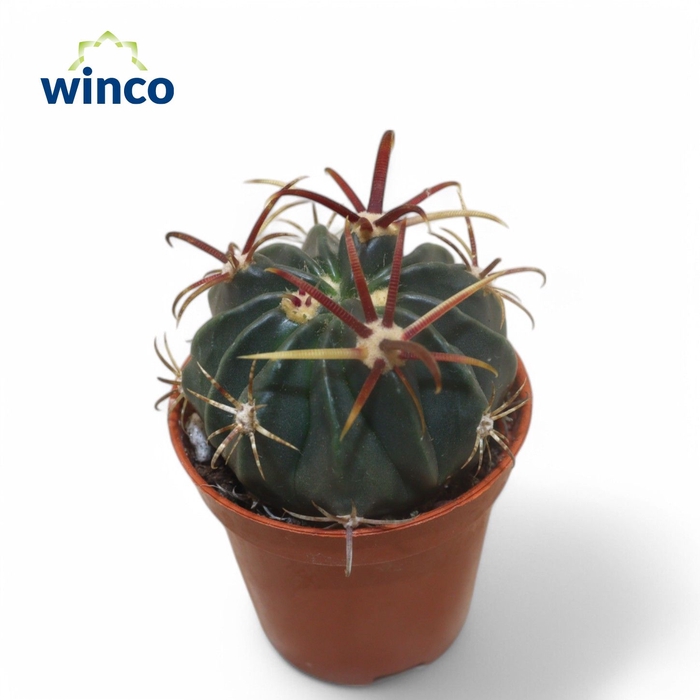 <h4>Ferocactus Latispinus</h4>