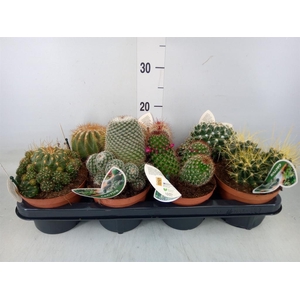 Cactus   ...mix