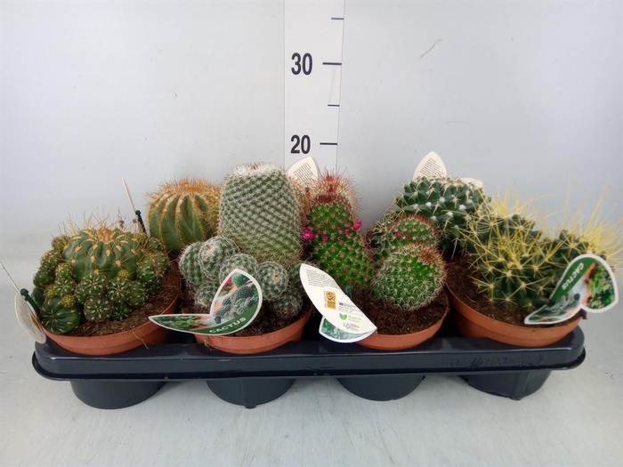 <h4>Cactus   ...mix</h4>