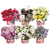 Confetti Garden 13 cm mixkar