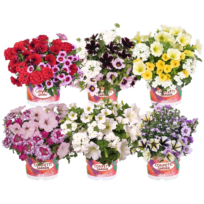 <h4>Confetti Garden 13 cm mixkar</h4>