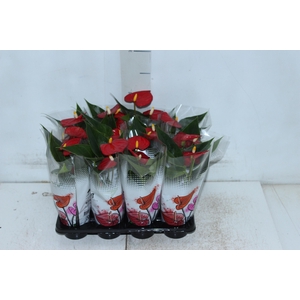 ANTHURIUM P06 VERMELHO