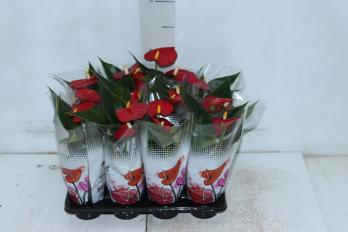 <h4>ANTHURIUM P06 VERMELHO</h4>