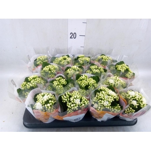 Kalanchoe blos. 'RosDon Dione'