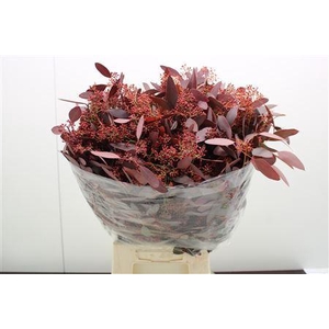 EUCALYPTUS POPULUS COLORED RED