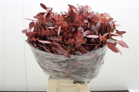 <h4>Eucal dyed Populus RED</h4>