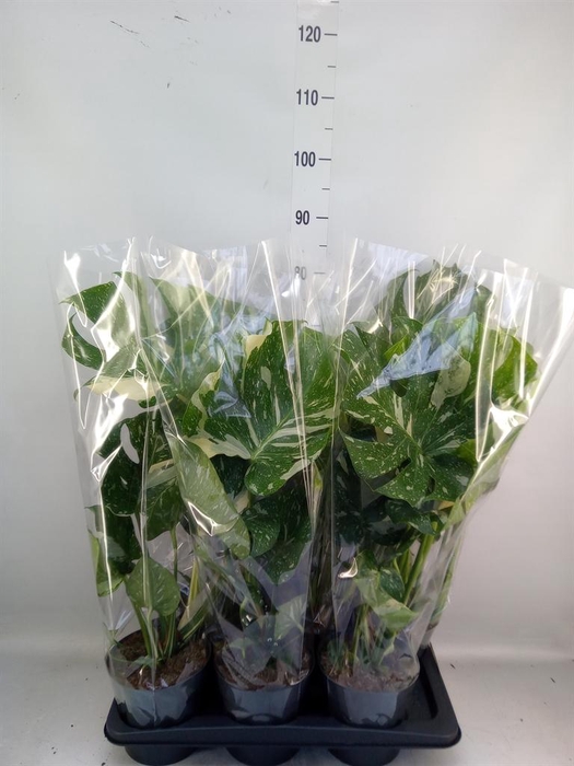 <h4>Monstera delic. 'Thai Constellatio'</h4>