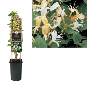 Lonicera j. 'Hall's Prolific' +3.0 label