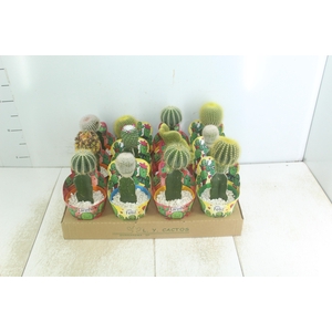 CACTUS ENXERTADO P10