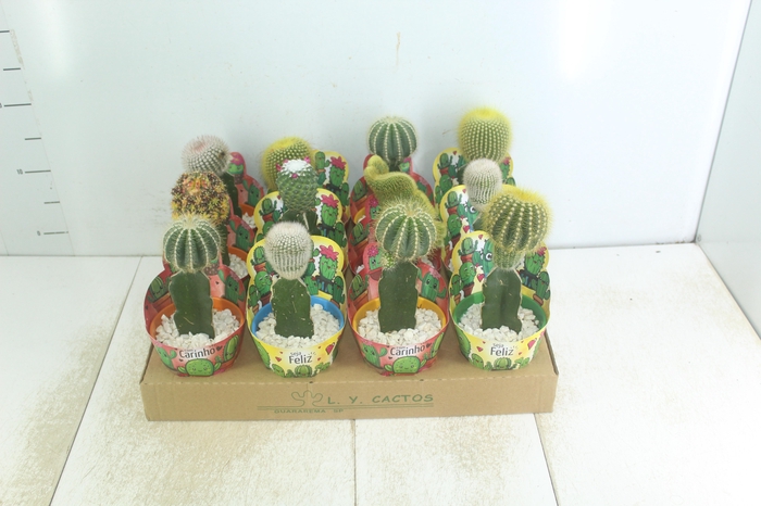 CACTUS ENXERTADO P10