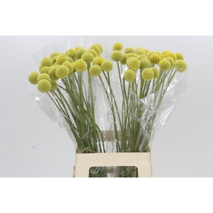 Craspedia globosa Paintball Pop