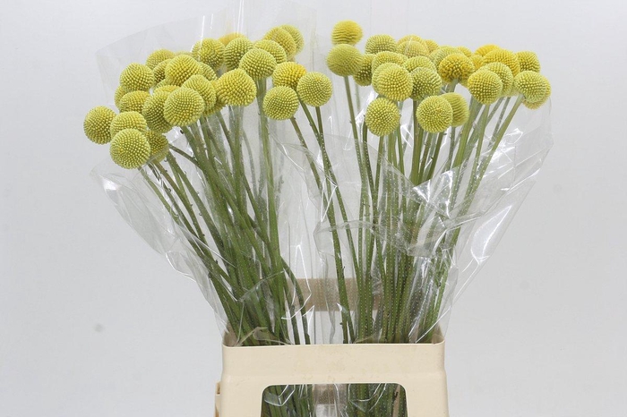 <h4>Craspedia globosa Paintball Pop</h4>