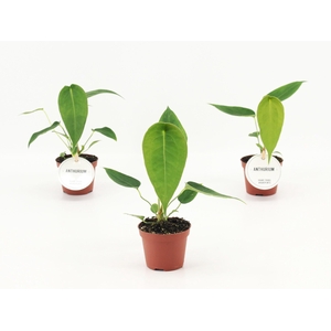 Anthurium Peltigerum