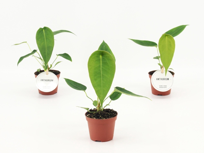 <h4>Anthurium Peltigerum</h4>