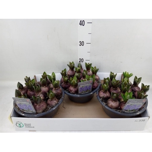 Hyacinthus orie. 'Blue Star'