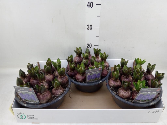 <h4>Hyacinthus orie. 'Blue Star'</h4>