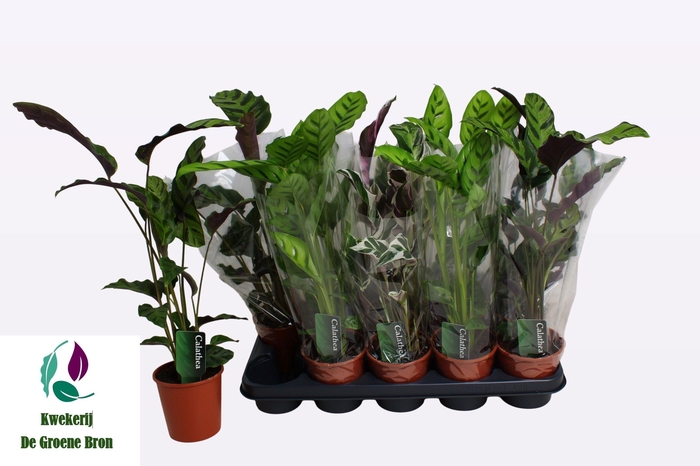 <h4>CALAT GEM 3 SRT</h4>