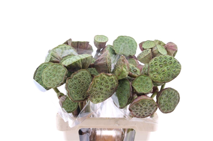 <h4>Nelumbo Nucifera Red</h4>