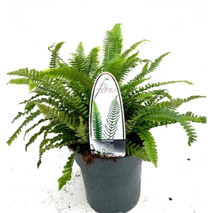 Blechnum spicant ES15 1,7l