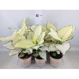 Aglaonema   ...