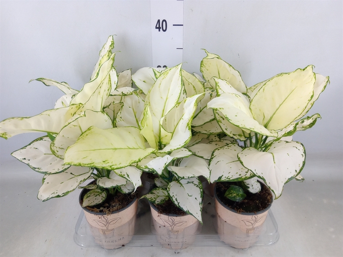 <h4>Aglaonema   ...</h4>