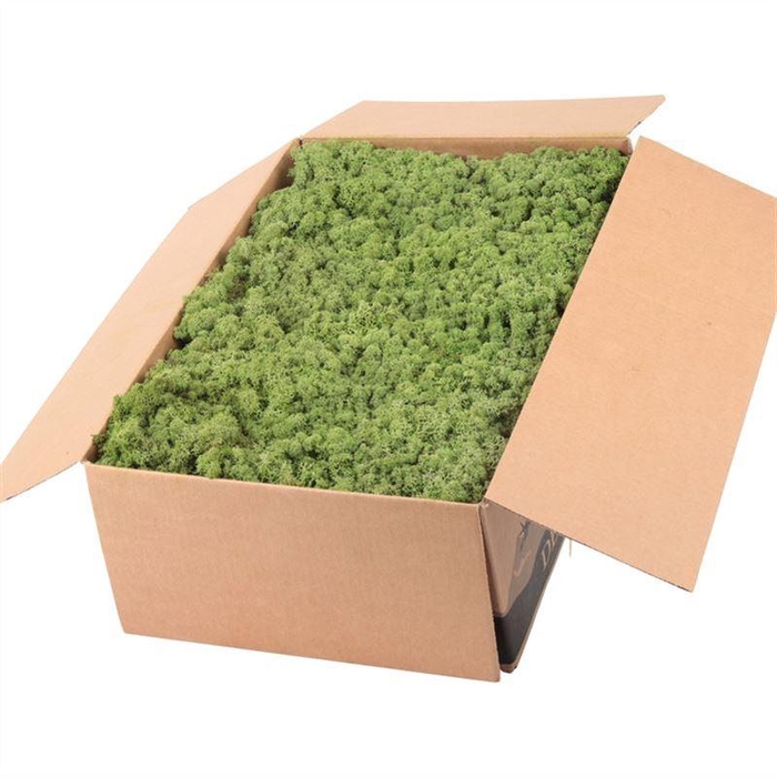 <h4>Ijslandmos (reindeer) Midden Groen</h4>