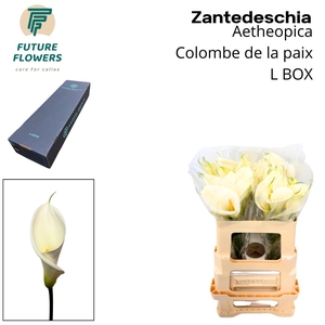 Zant Ae Colombe Paix Large Box
