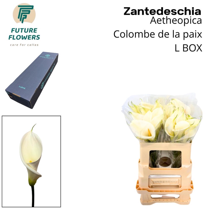<h4>Zant Ae Colombe Paix Large Box</h4>