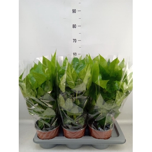 Fatsia japonica   ...