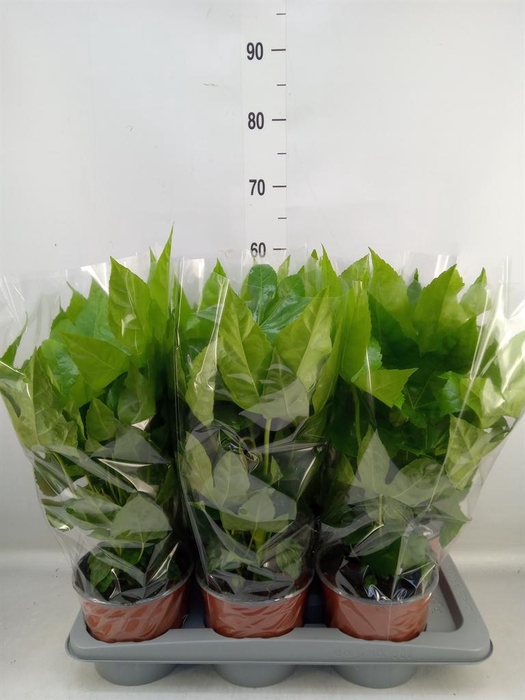 <h4>Fatsia japonica   ...</h4>