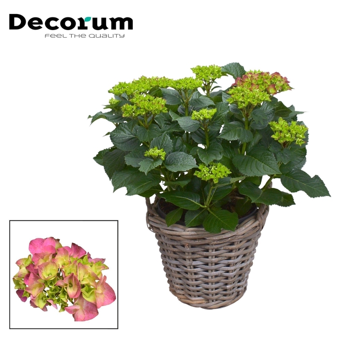 <h4>Hydrangea Bol Red 10 - 15 kop in Rattan mand (Decorum)</h4>