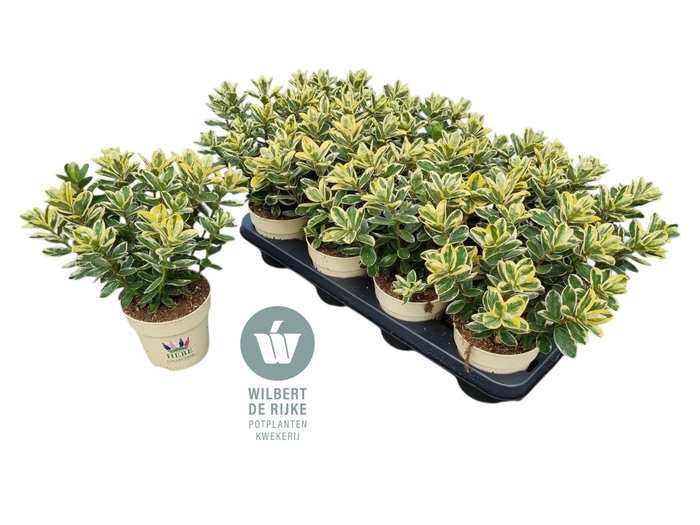 <h4>Queen Hebe Katrina P12 (Blauw)</h4>