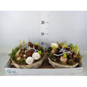 Arr.   Bol/Knolgewas L%