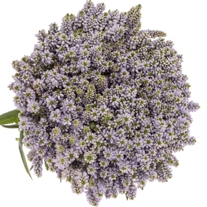 VERONICA  'SMART SPLASH'