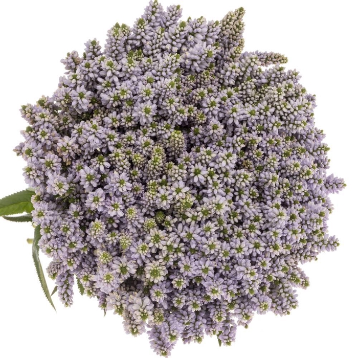 <h4>VERONICA  'SMART SPLASH'</h4>