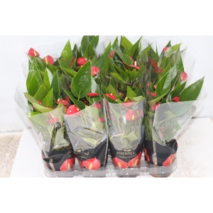 ANTHURIUM MINI MILLION FLOWERS P09