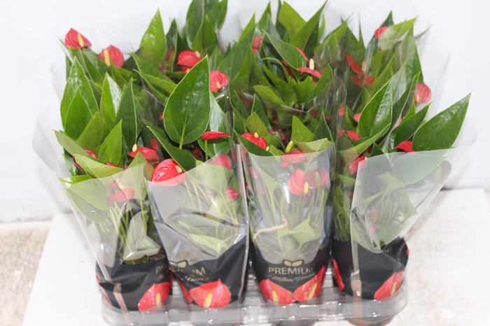 <h4>ANTHURIUM MINI MILLION FLOWERS P09</h4>