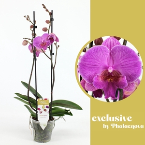 Phalaenopsis overig paars (meerdere
