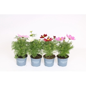 Cosmos Bipinnatus mixkar