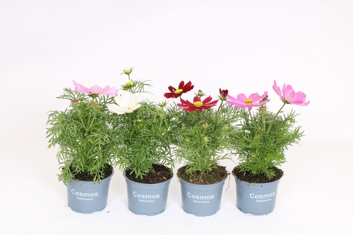 <h4>Cosmos Bipinnatus mixkar</h4>